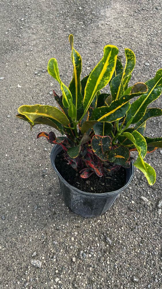 codiaeum-variegatum-mammey-croton