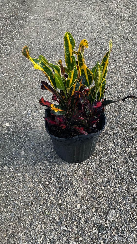 codiaeum-variegatum-mammey-croton