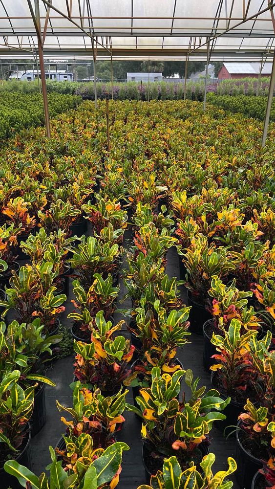 codiaeum-variegatum-mammey-croton