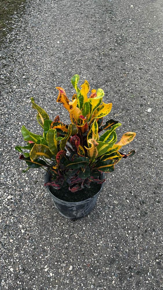 codiaeum-variegatum-mammey-croton