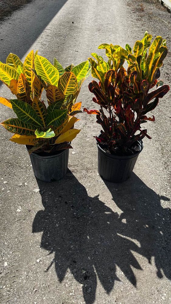 codiaeum-variegatum-mammey-croton