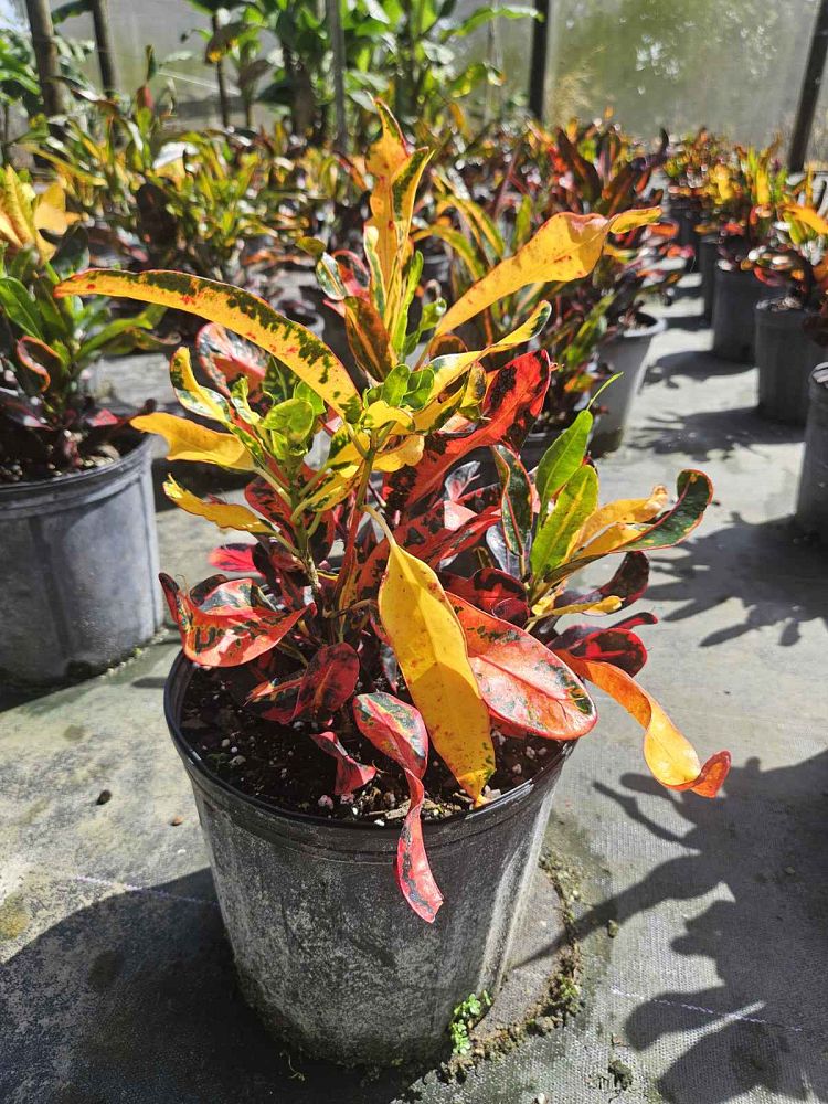 codiaeum-variegatum-mammey-croton