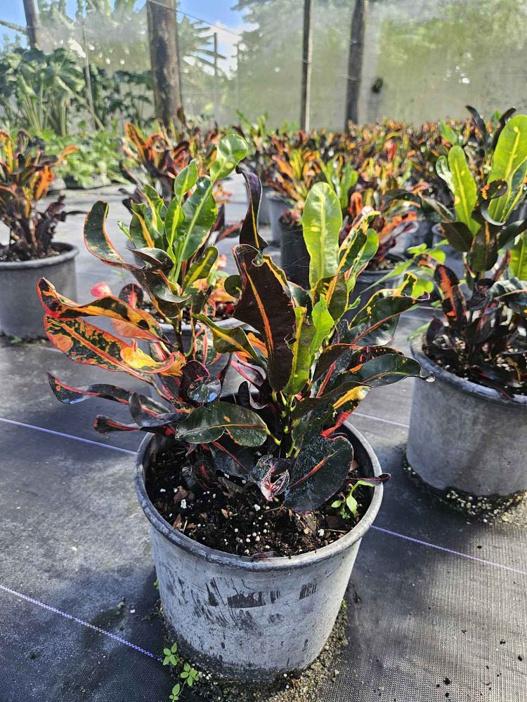 codiaeum-variegatum-mammey-croton