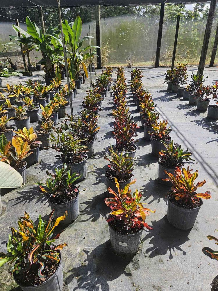 codiaeum-variegatum-mammey-croton