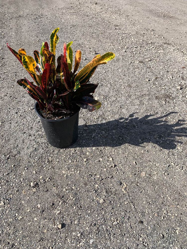 codiaeum-variegatum-mammey-croton