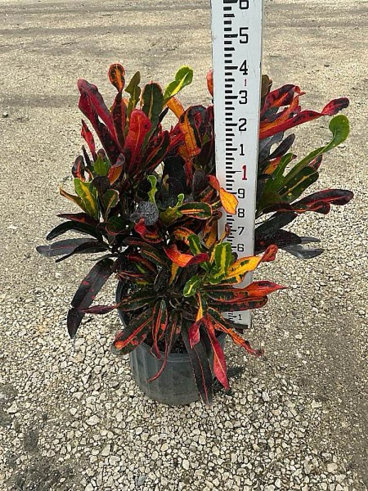 codiaeum-variegatum-mammey-croton