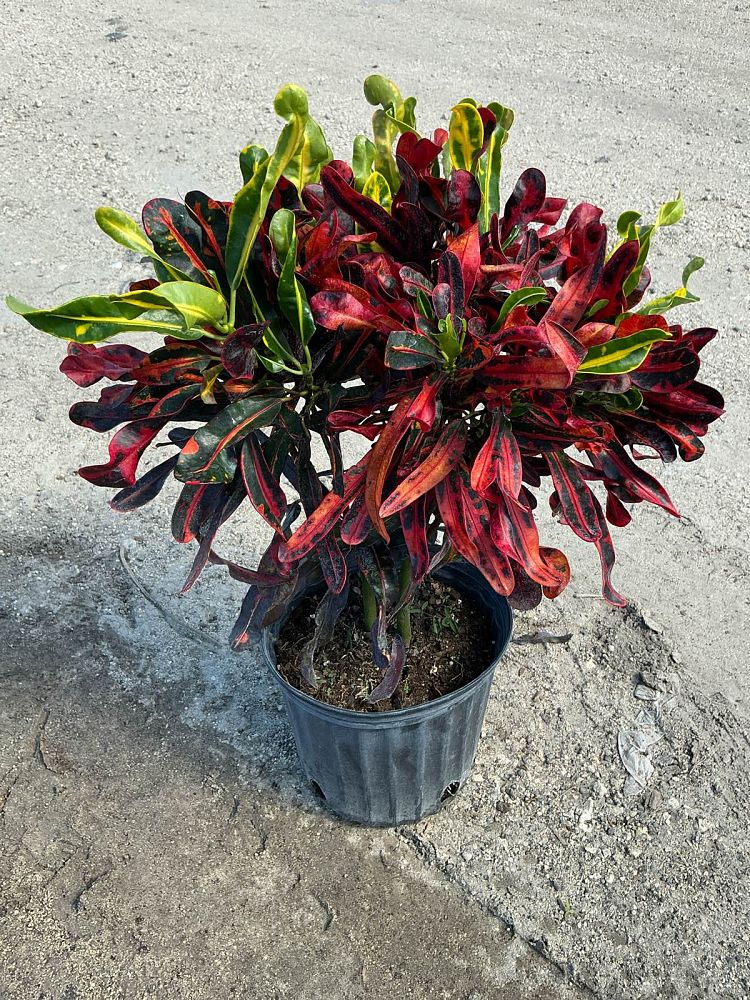 codiaeum-variegatum-mammey-croton