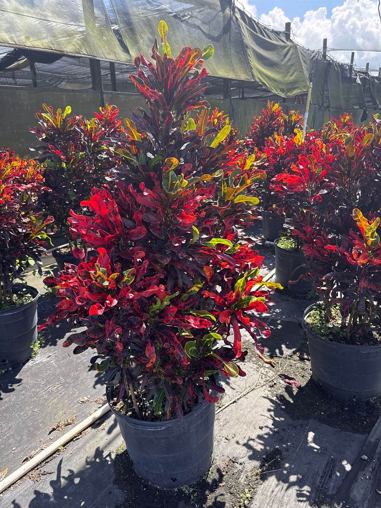 codiaeum-variegatum-mammey-croton