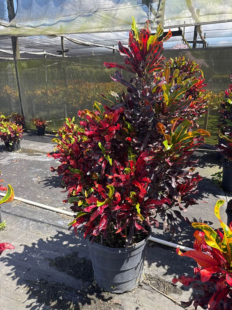 codiaeum-variegatum-mammey-croton
