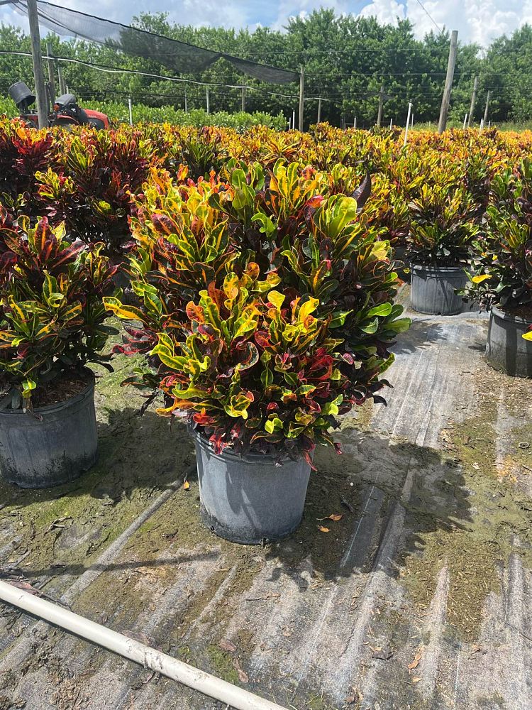 codiaeum-variegatum-mammey-croton