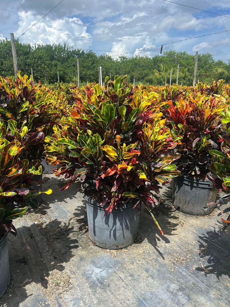 codiaeum-variegatum-mammey-croton