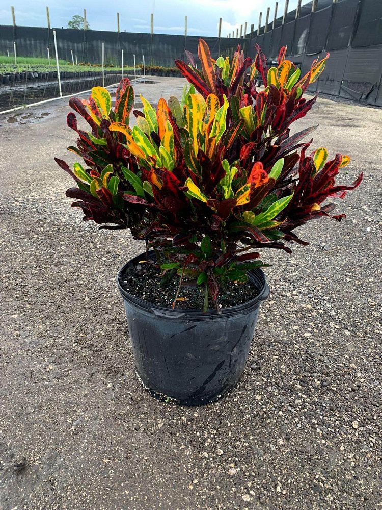codiaeum-variegatum-mammey-croton