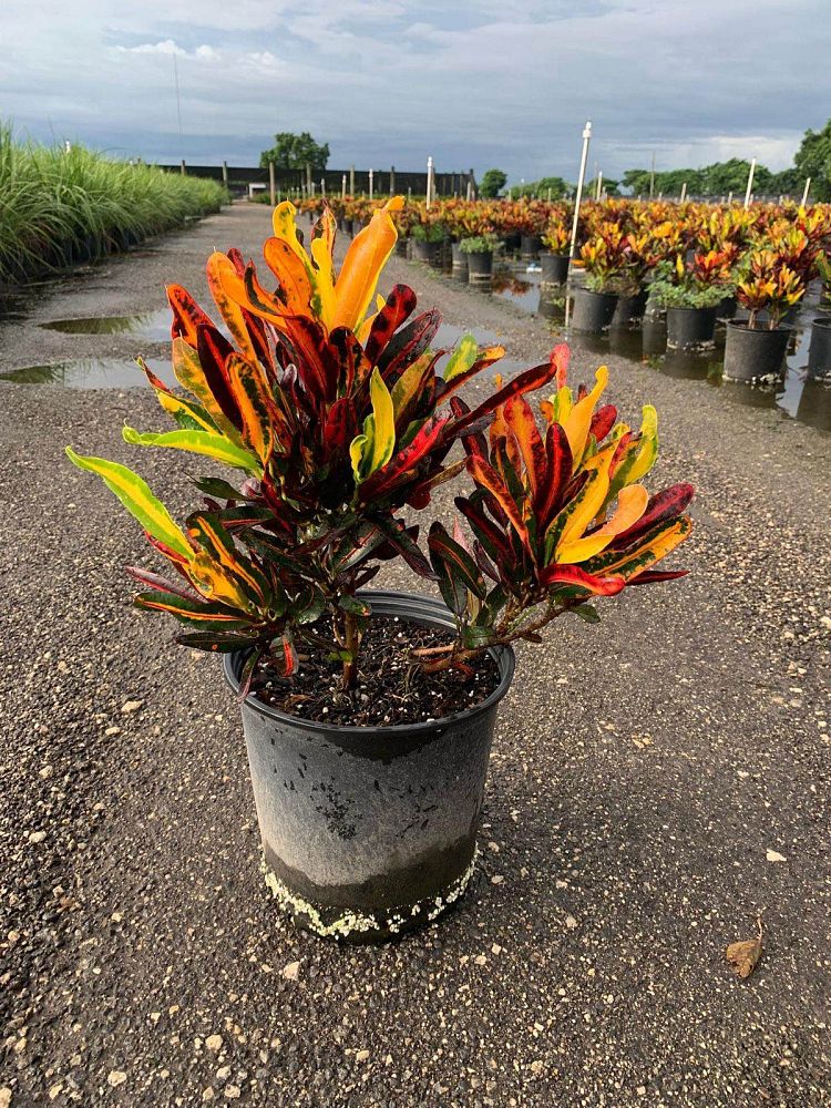 codiaeum-variegatum-mammey-croton