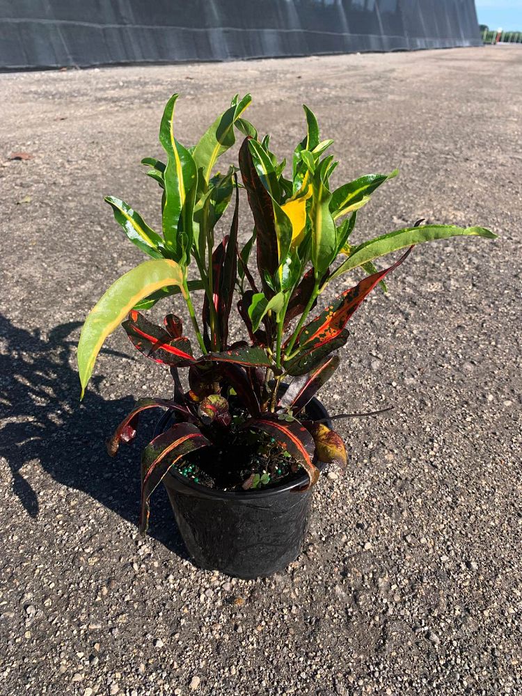 codiaeum-variegatum-mammey-croton