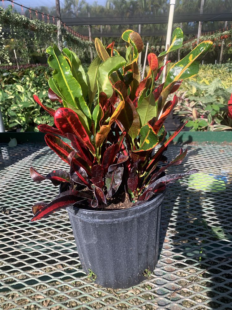 codiaeum-variegatum-mammey-croton
