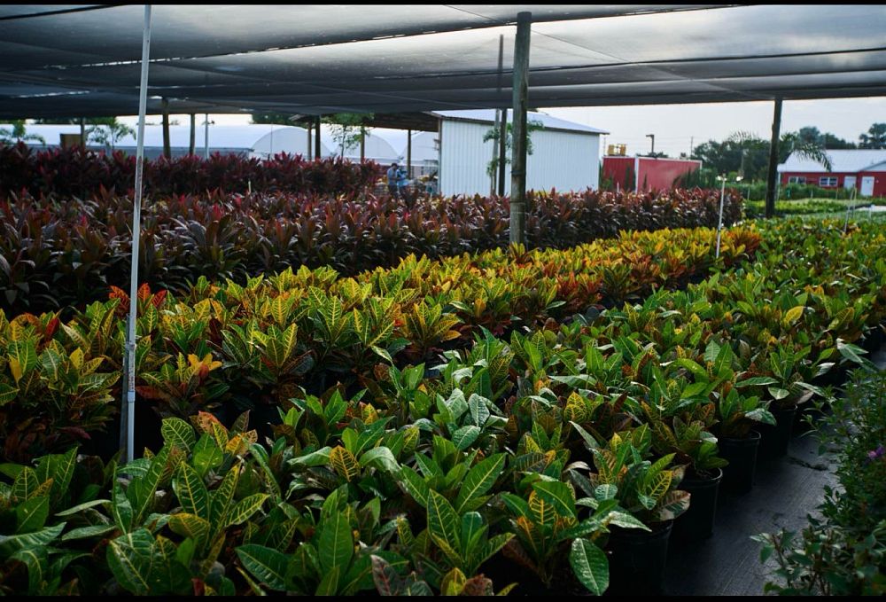 codiaeum-variegatum-mammey-croton