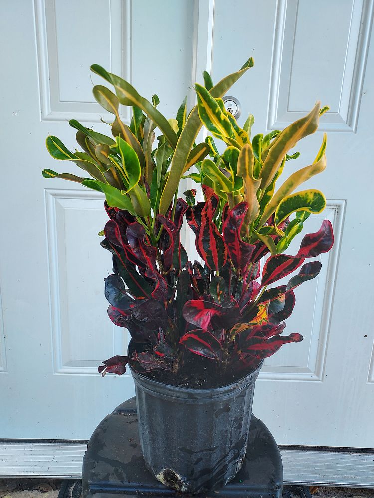 codiaeum-variegatum-mammey-croton