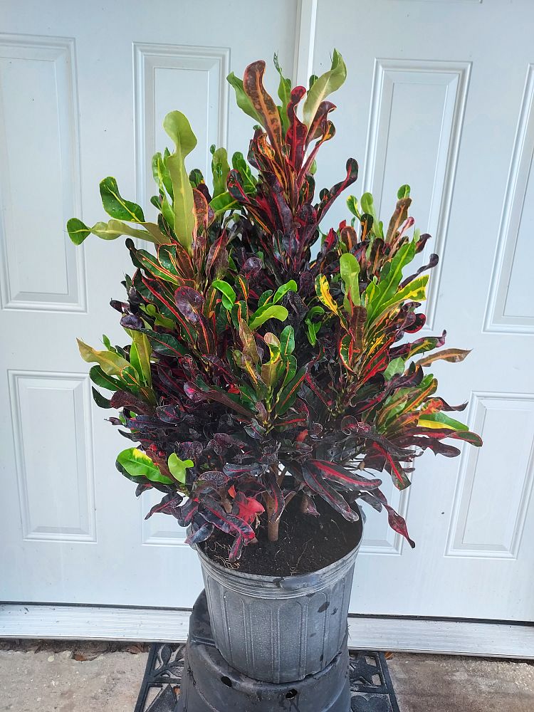 codiaeum-variegatum-mammey-croton