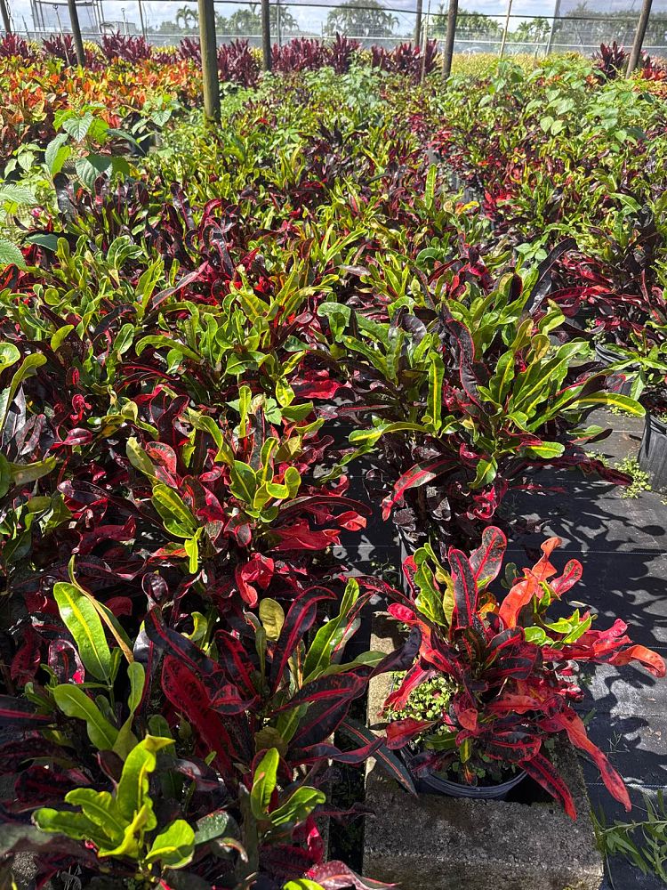 codiaeum-variegatum-mammey-croton