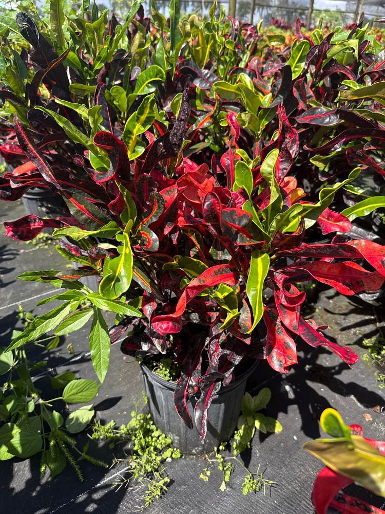 codiaeum-variegatum-mammey-croton