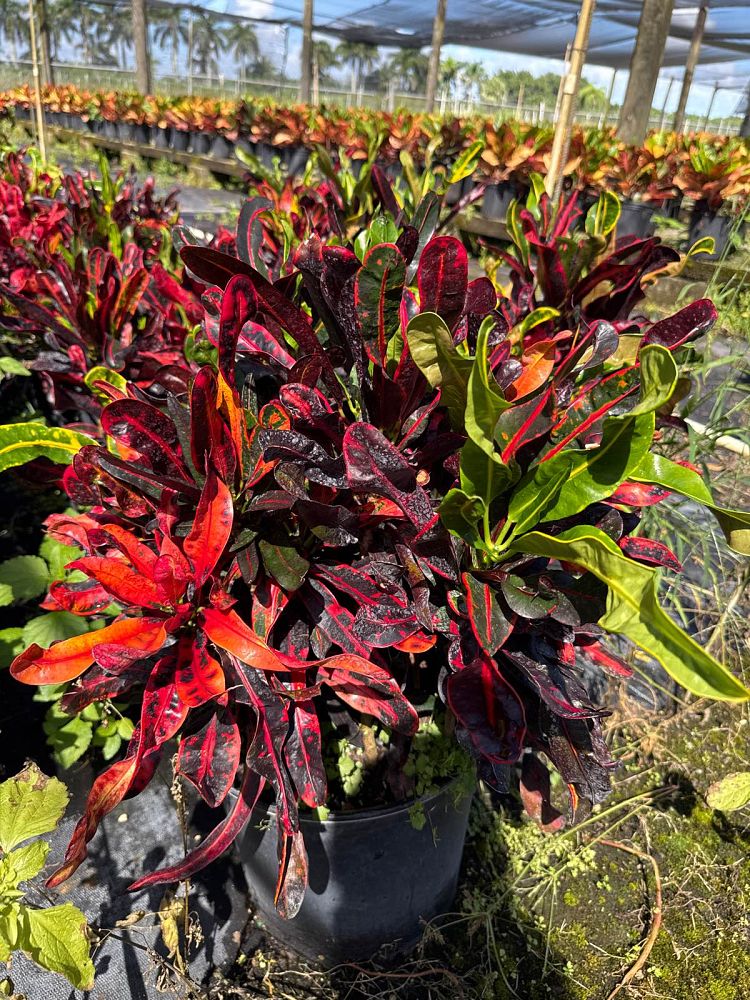 codiaeum-variegatum-mammey-croton