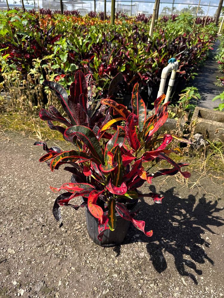 codiaeum-variegatum-mammey-croton