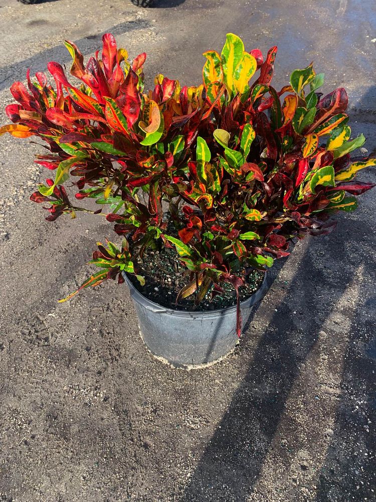 codiaeum-variegatum-mammey-croton
