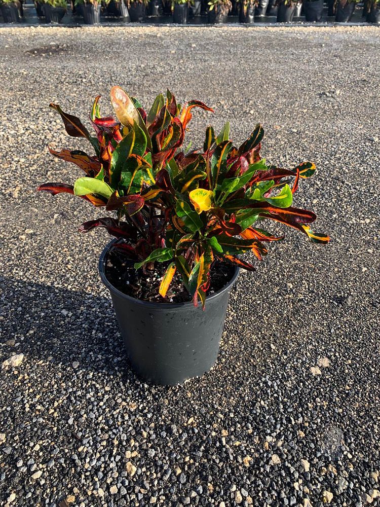codiaeum-variegatum-mammey-croton