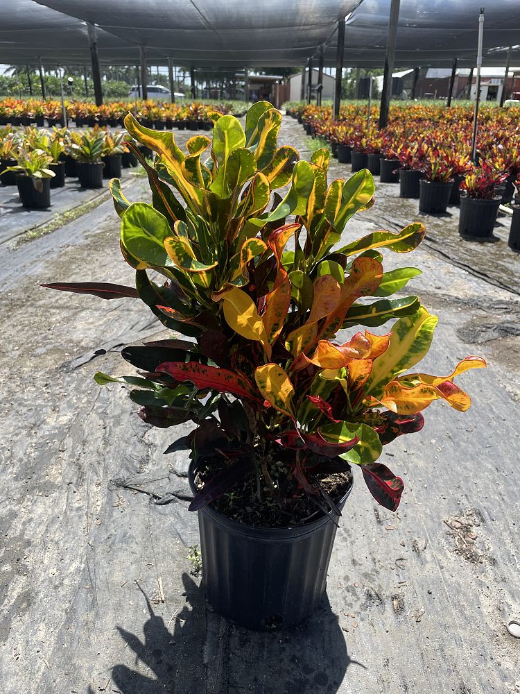 codiaeum-variegatum-mammey-croton
