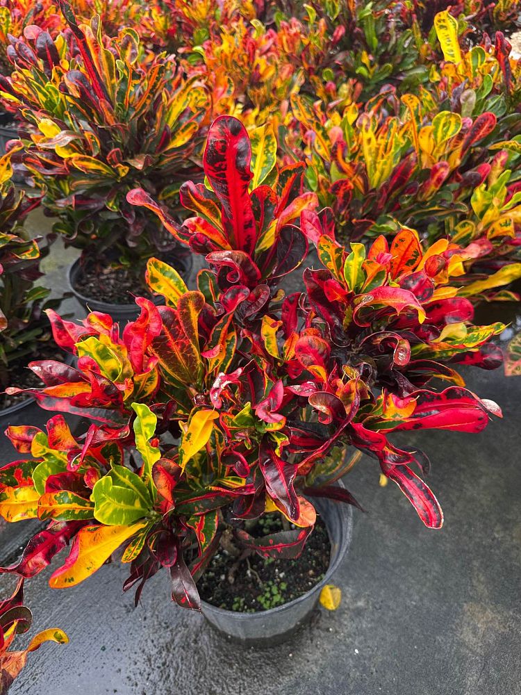 codiaeum-variegatum-mammey-croton