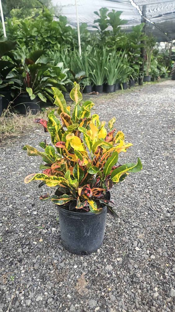 codiaeum-variegatum-mammey-croton