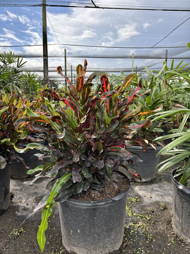 codiaeum-variegatum-mammey-croton