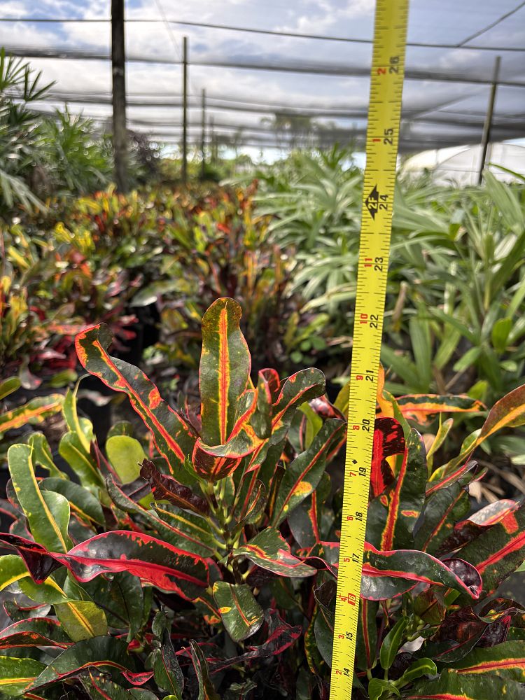 codiaeum-variegatum-mammey-croton