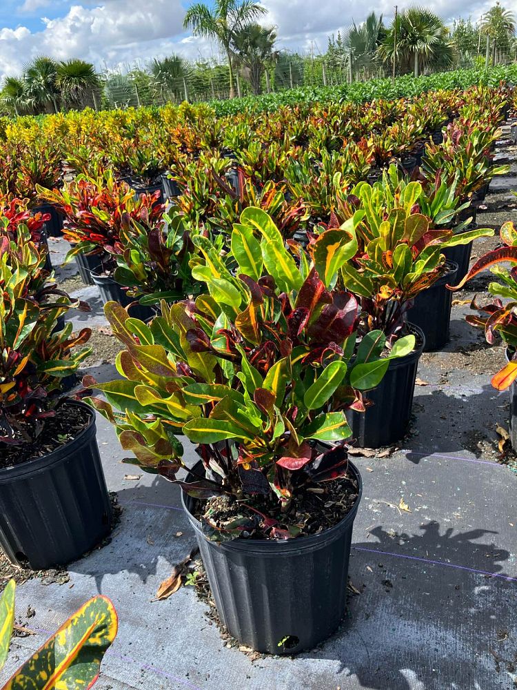 codiaeum-variegatum-mammey-croton