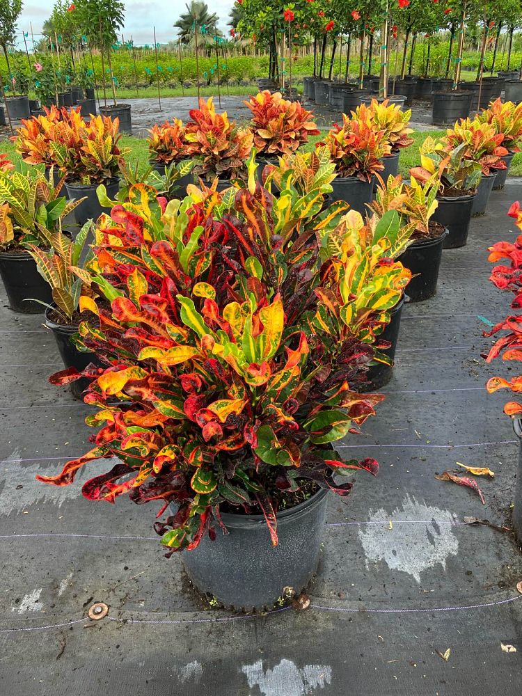 codiaeum-variegatum-mammey-croton