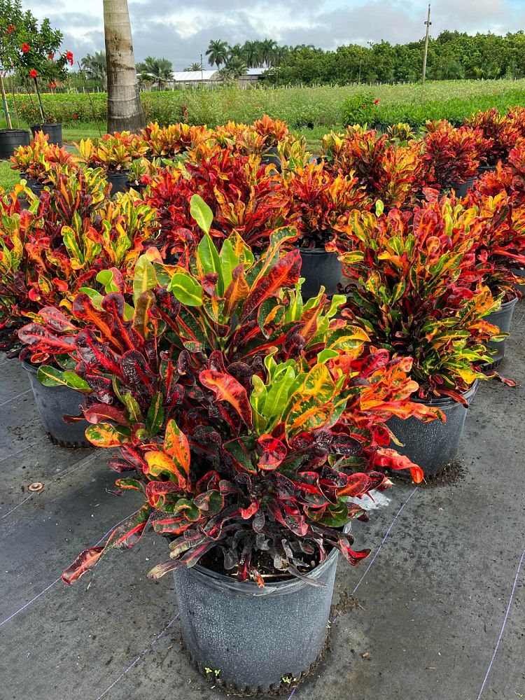 codiaeum-variegatum-mammey-croton