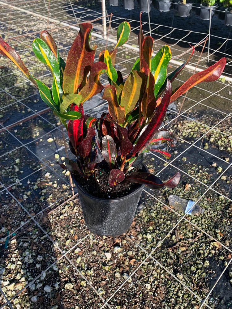 codiaeum-variegatum-mammey-croton