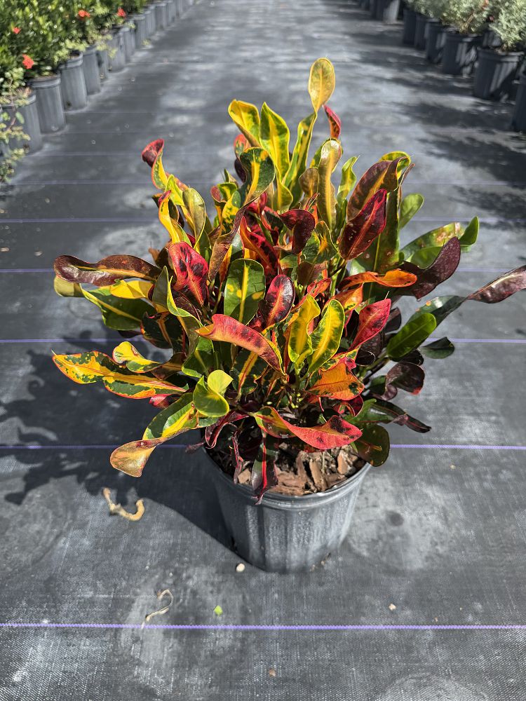 codiaeum-variegatum-mammey-croton