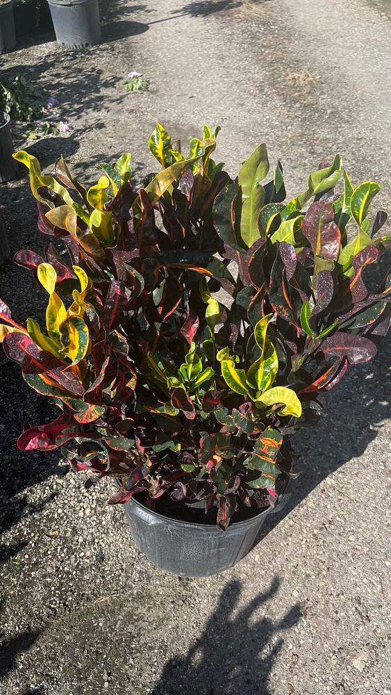 codiaeum-variegatum-mammey-croton