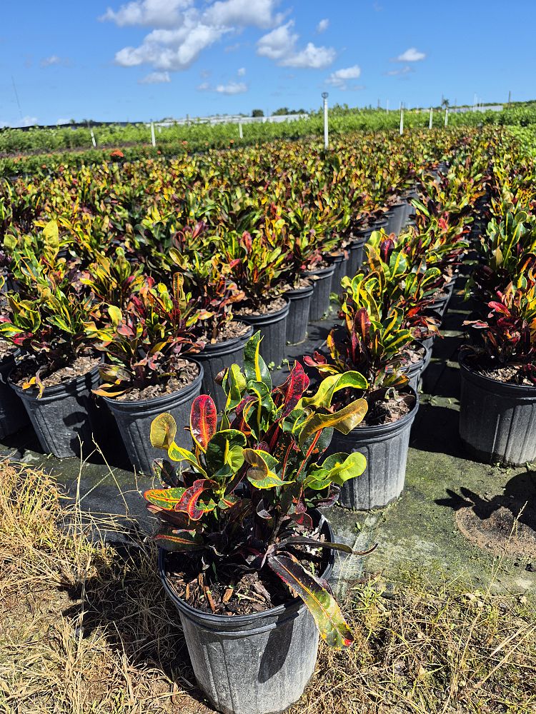 codiaeum-variegatum-mammey-croton