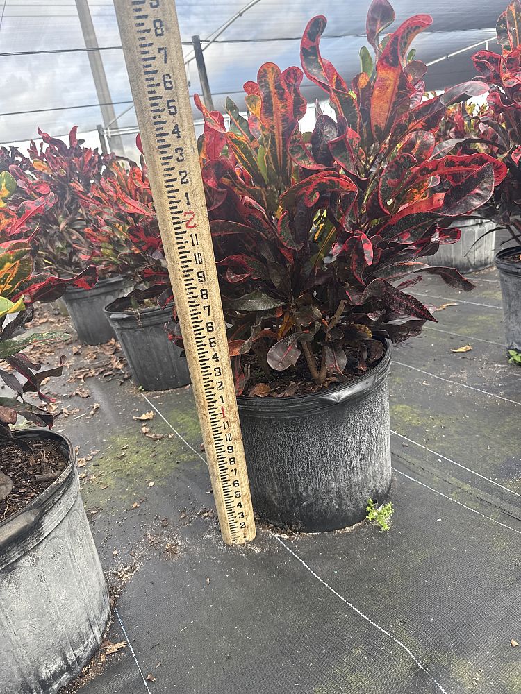 codiaeum-variegatum-mammey-croton