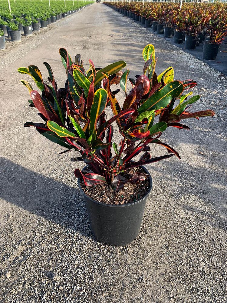 codiaeum-variegatum-mammey-croton