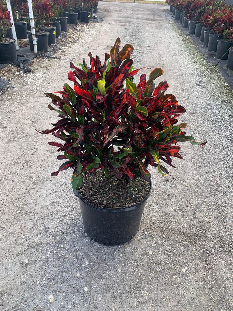 codiaeum-variegatum-mammey-croton