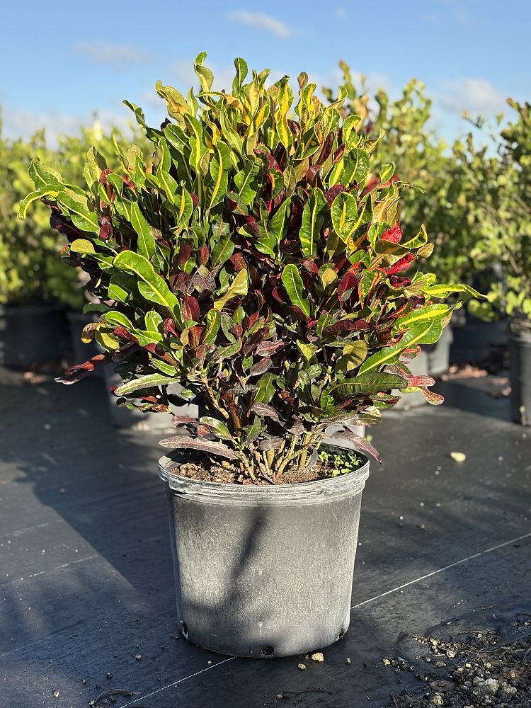 codiaeum-variegatum-mammey-croton