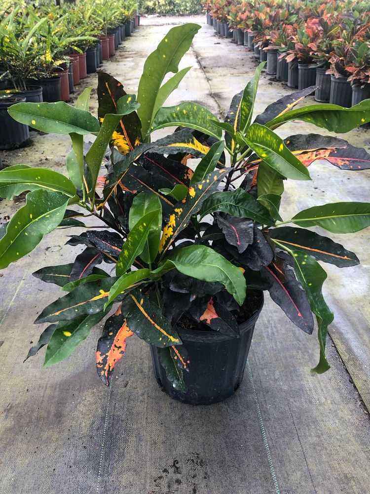 A's Ornamental Nursery | plantANT.com