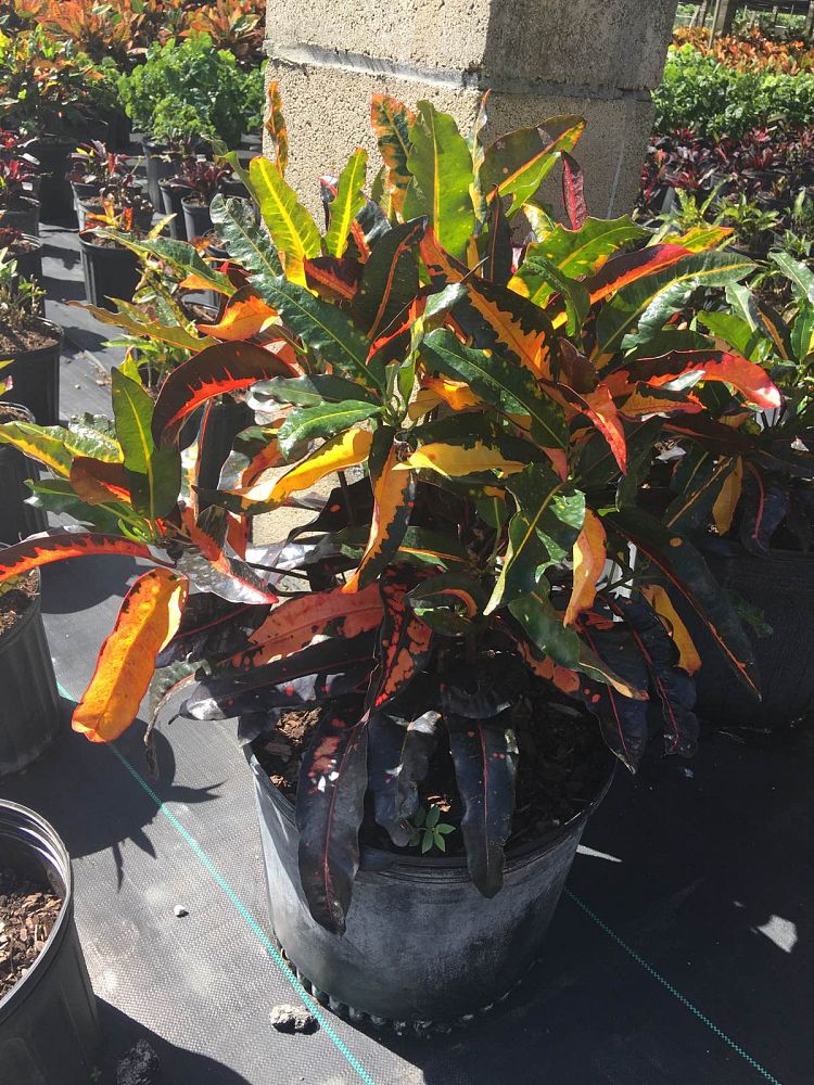 codiaeum-variegatum-mango-croton