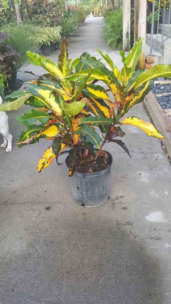 codiaeum-variegatum-mango-croton