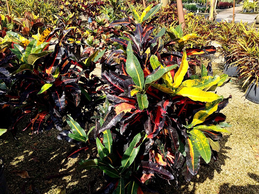 codiaeum-variegatum-mango-croton