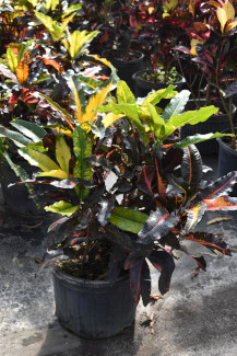 codiaeum-variegatum-mango-croton
