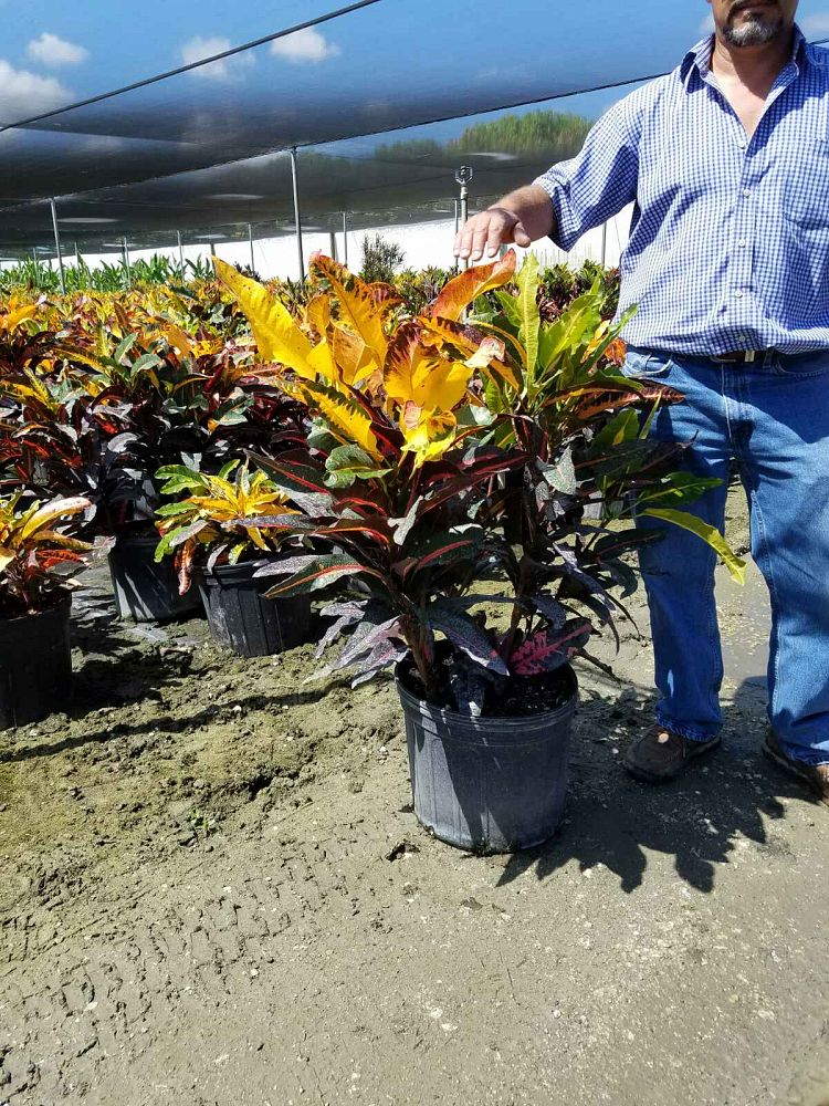 codiaeum-variegatum-mango-croton